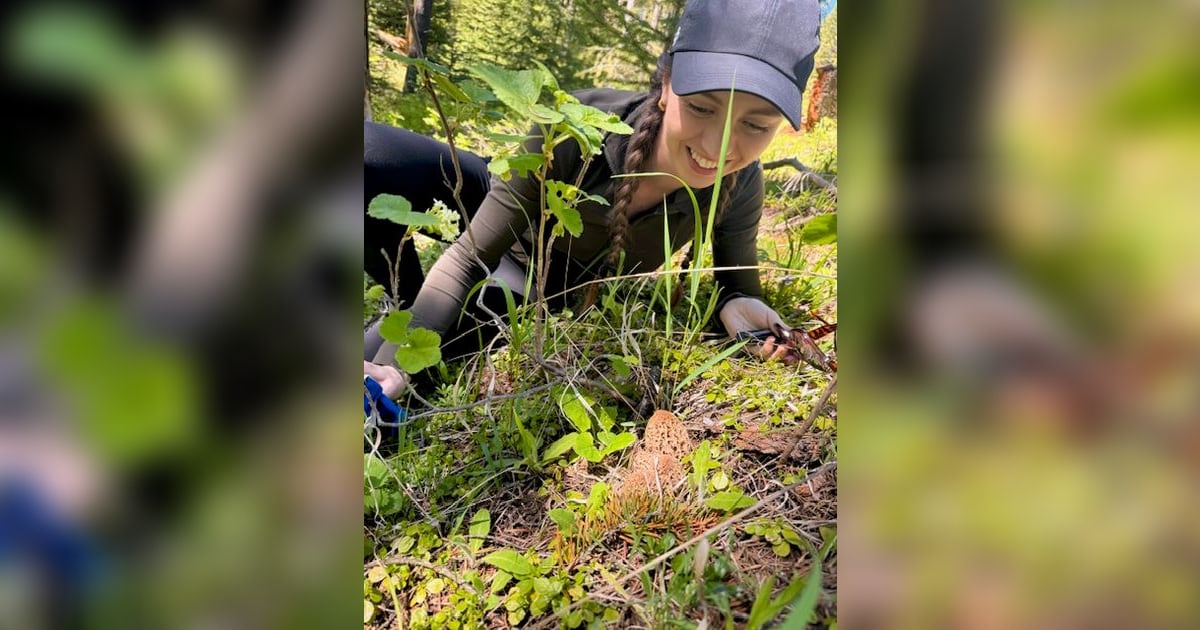 Functional Mushroom Council Members Expand Production and Categories