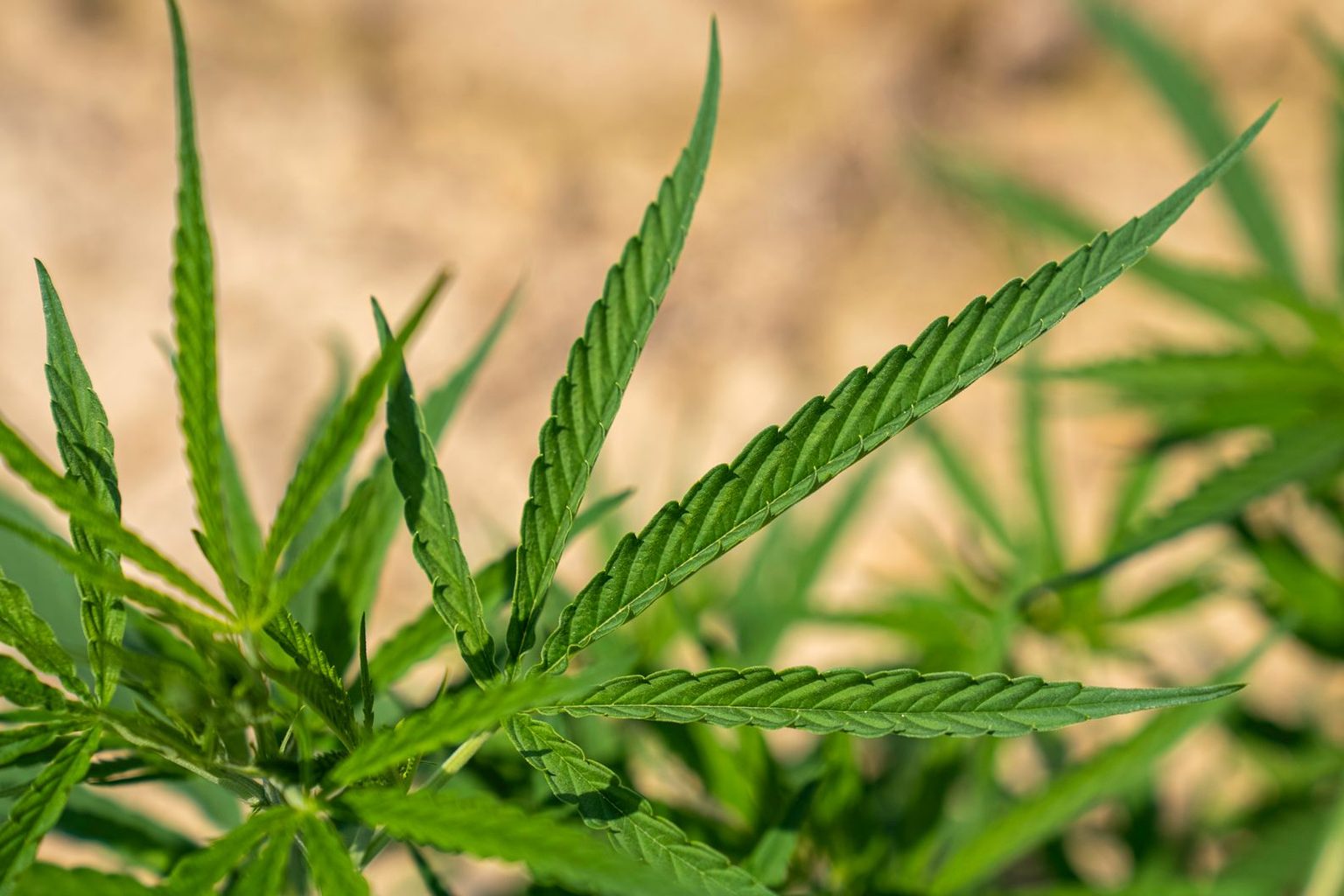 Texas Hemp Business Council Releases New Public Health Analysis on THC Regulation and Public Health Priorities