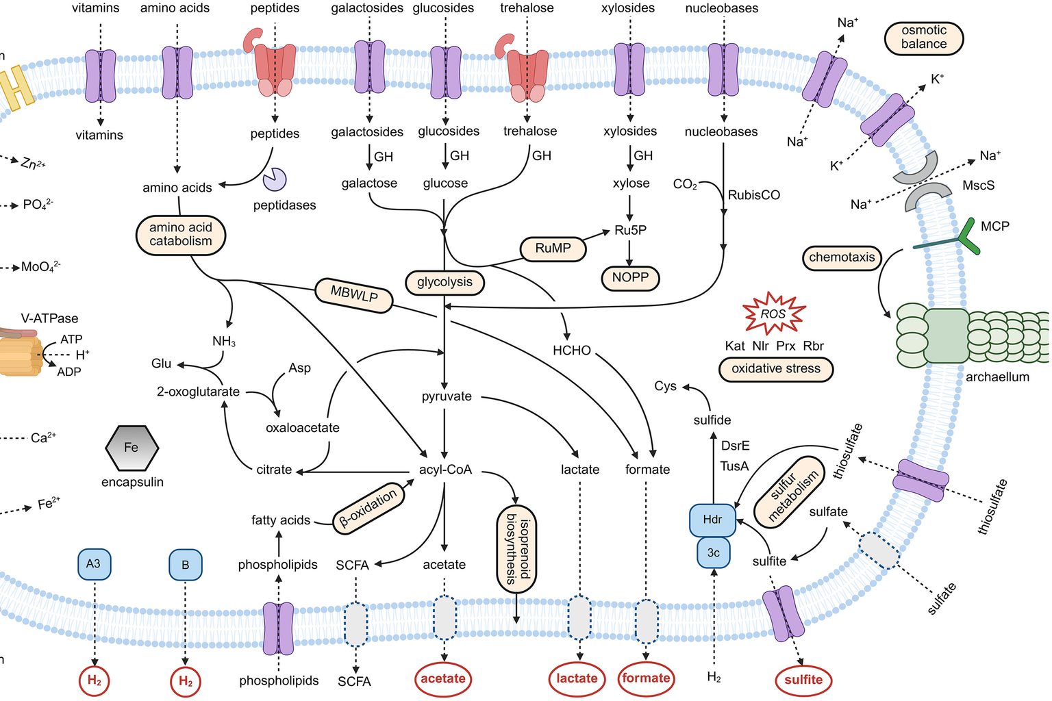 Fermentation-Derived Protein Powder Offers Functional Alternative to Whey